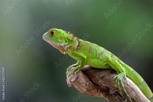 Green iguana on a tree branch