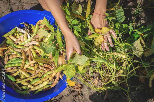 Top view. Hands of young woman harvest ripe beans at agricultural field and puts it in a plastic harvesting bowl. Hand Holding Long Beans Plant Growing.