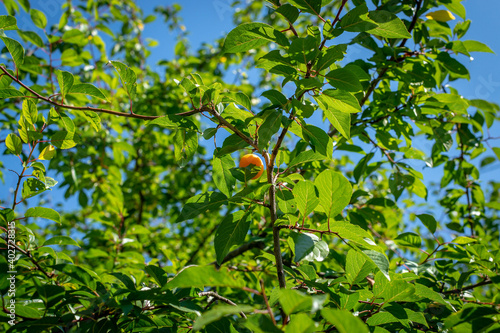 One cherry plum fruit on a tree on a branch in a Summer garden close-up. One ripe berry plum berries on a branch among the green foliage