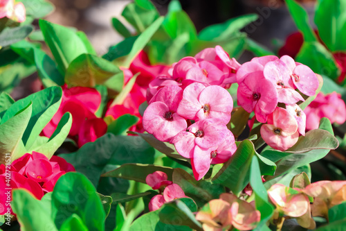 Euphorbia milii Desmoul flower