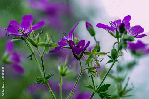 Close up of a group of purple Wood Crane´s bill flowers