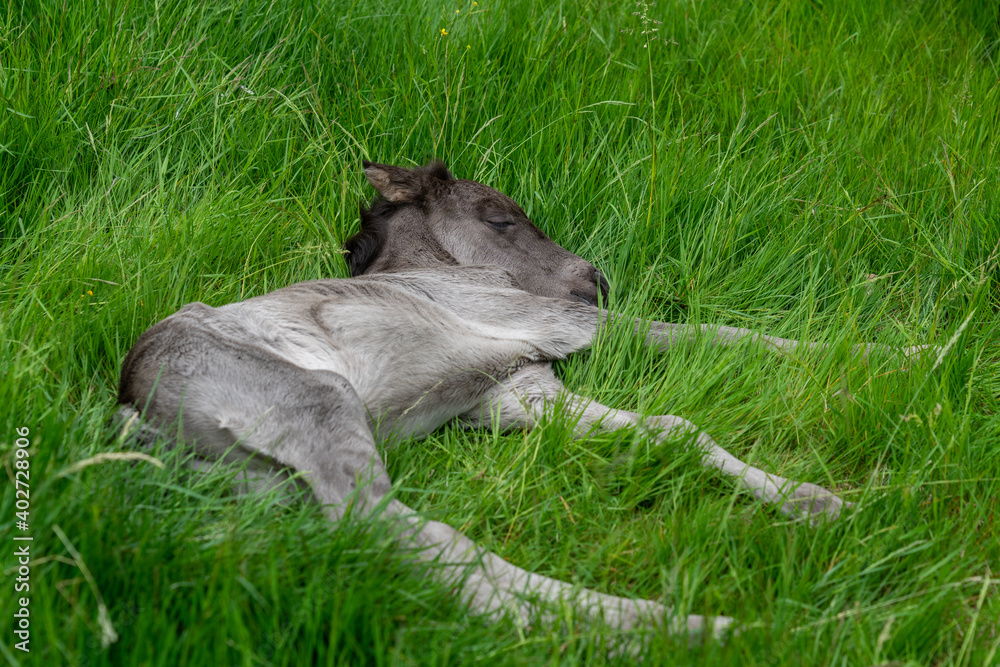 Close up of a one day old icelandic horse foal lying in the green grass Close up of a one day old icelandic horse foal lying in the green grass