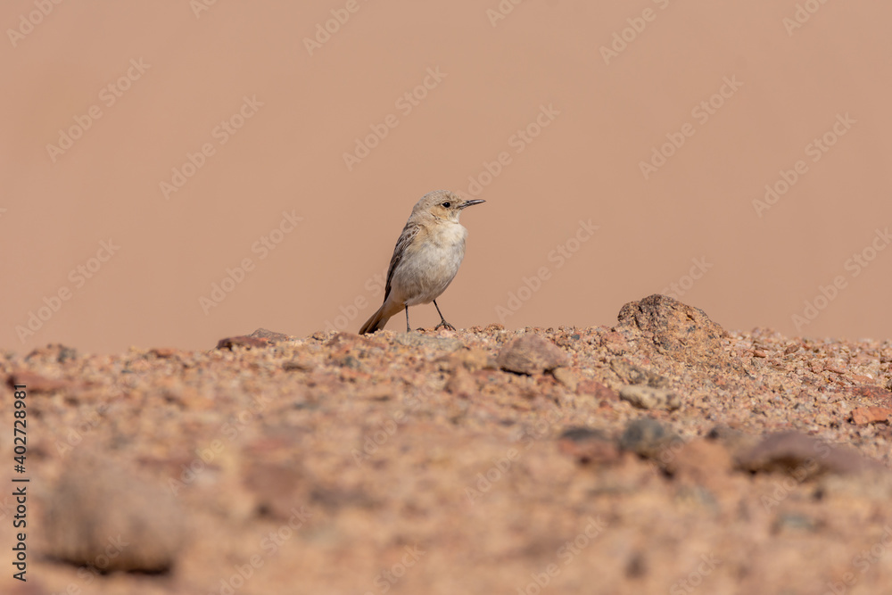 Fototapeta premium Desert wheatear