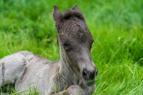 Close up of a one day old icelandic horse foal lying down in green grass © Magnus
