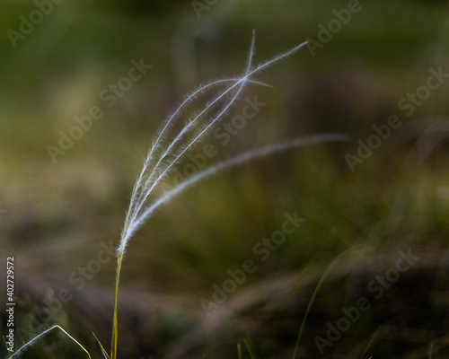 feather grass macro