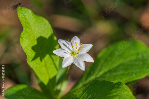 Close up of a white chickweed flower in sunlight