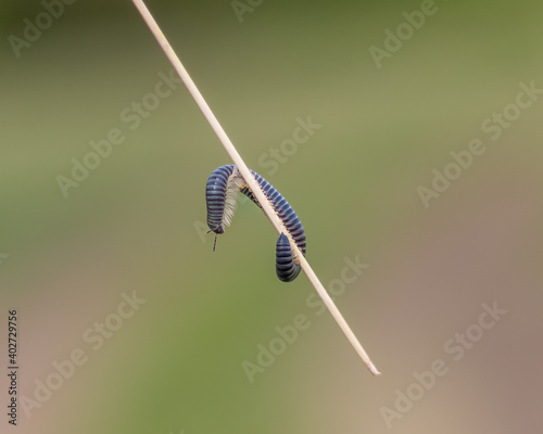 millipede on a straw, blurred background © Samarskyi Serhii