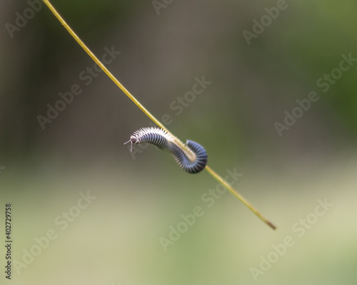 millipede on a straw, blurred background