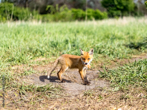 fox  little fox