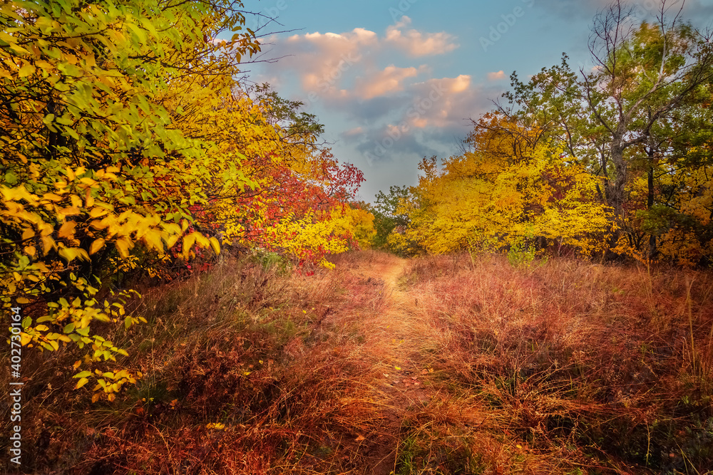 Fototapeta premium path for walking in the forest