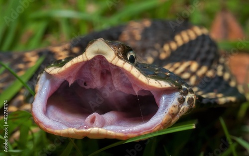 фотографія Easter Hognose snake with mouth open showing rear fangs