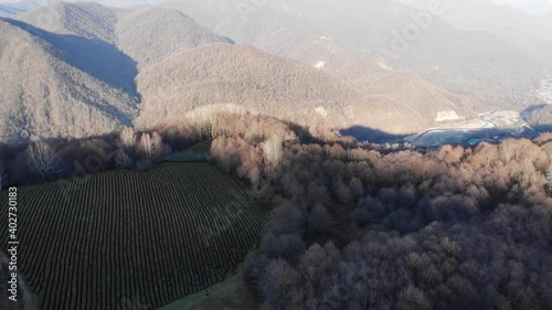 Drone Shot of top view on green tea plantation in winter. Sochi. 4k