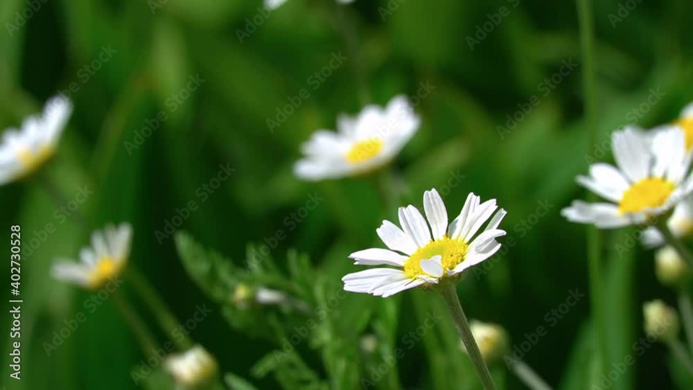 White daisies sway in the wind, meadow with white flowers, spring or summer time. White daisies sway in the wind, meadow with white flowers, spring or summer time.