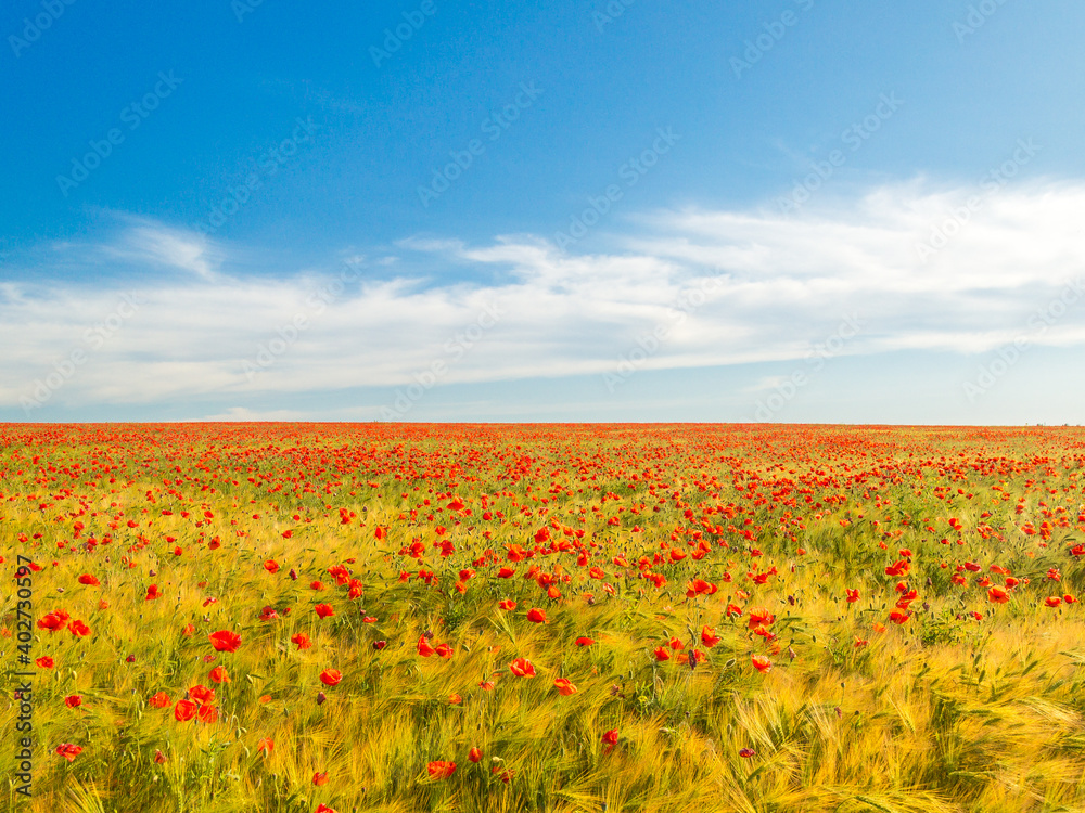 red poppies among yellow wheat fields and blue sky