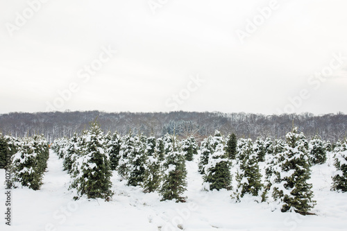 Snow Covered Christmas Tree Farm