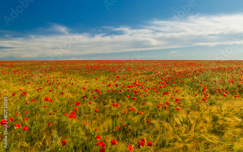 poppies sprouted in a wheat field, beautiful clouds