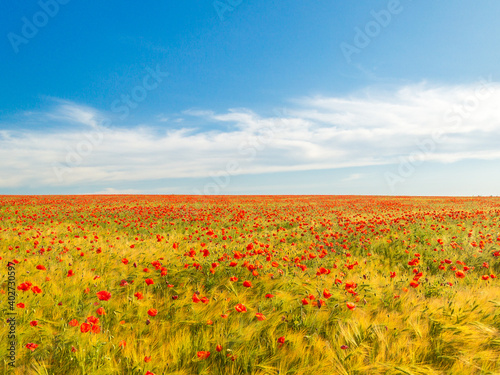red poppies among yellow wheat fields and blue sky