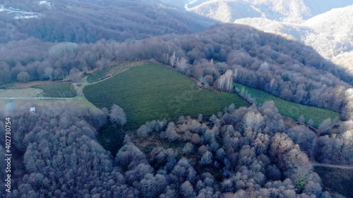 Drone Shot of top view on green tea plantation in autumn. 4k