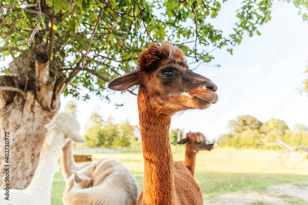 Obraz premium Cute alpaca with funny face relaxing on ranch in summer day. Domestic alpacas grazing on pasture in natural eco farm countryside background. Animal care and ecological farming concept