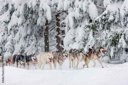 sledge dogging, Sedivacek's long, Czech Republic © Richard Semik