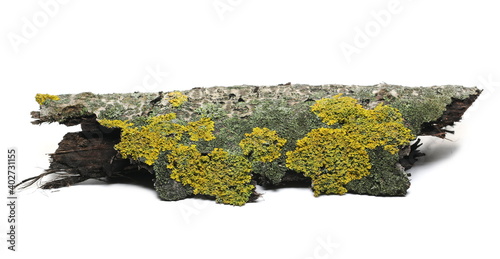 Φωτογραφία Yellow lichens on bark poplar tree isolated on white background and texture, mac