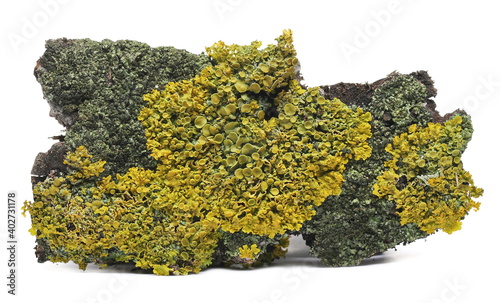 Φωτογραφία Yellow lichens on bark poplar tree isolated on white background and texture, mac