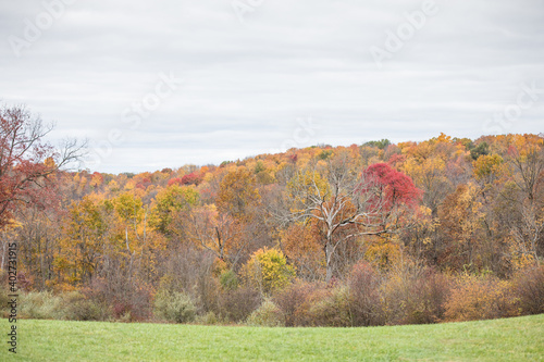 Fall Foliage, Bright Fall Foliage Colors, Vibrant Fall Landscape, Colorful Fall Landscape