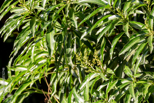 Detail of mango tree flowers in blooming season, with dark green leaves on a clear day with sunshine, Rio de Janeiro, Brazil
