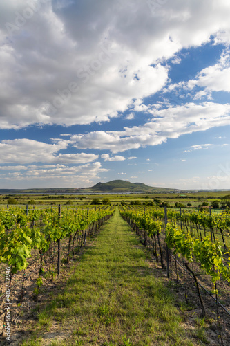 Spring vineyards under Palava near Sonberk  South Moravia  Czech Republic