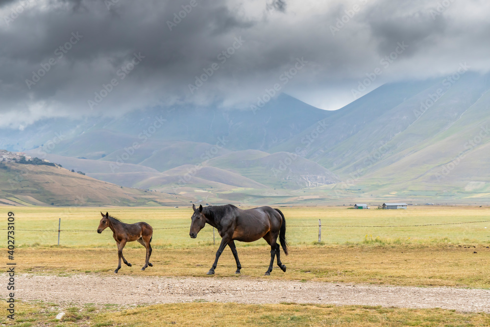 Obraz premium horses in mountain landscape near Castelluccio village in National Park Monte Sibillini, Umbria region, Italy