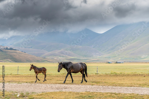 horses in mountain landscape near Castelluccio village in National Park Monte Sibillini  Umbria region  Italy