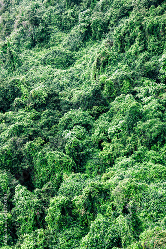 Jungle on Eua Island