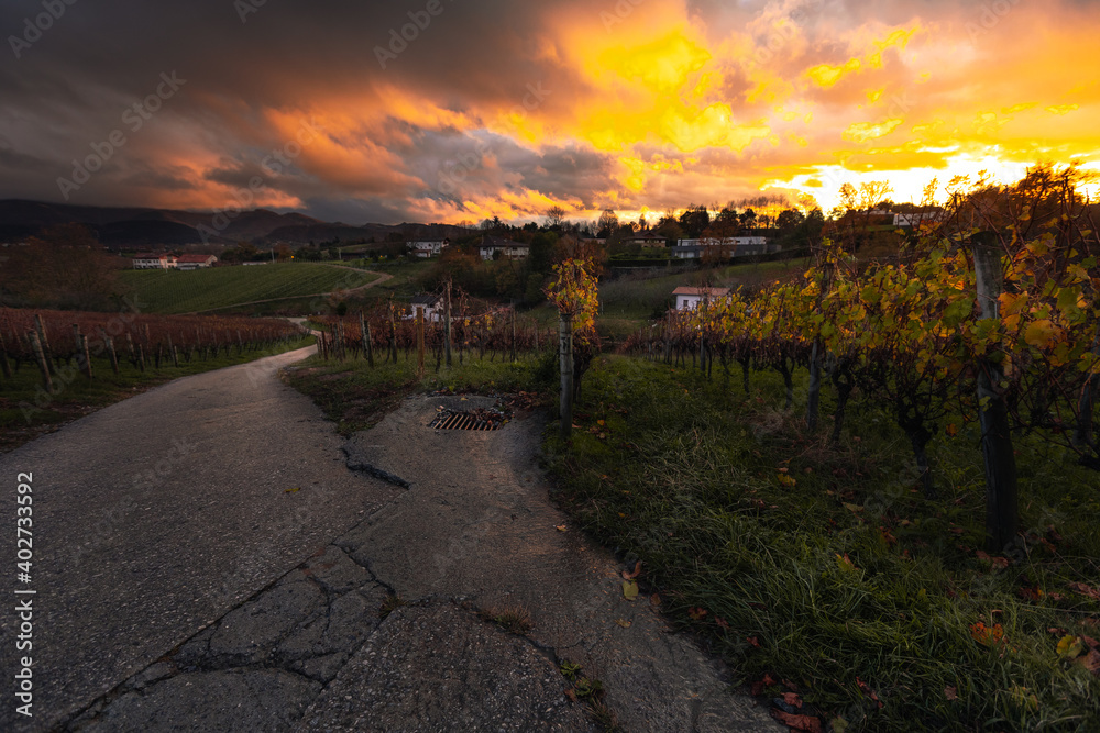 Vineyards from Hondarribia on a nice sunset evening; Basque Country.