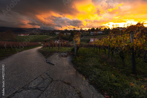 Fototapeta Naklejka Na Ścianę i Meble -  Vineyards from Hondarribia on a nice sunset evening; Basque Country.