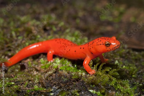 Vibrant colorful beautiful young juvenile Northern Red salamander posing on moss photo