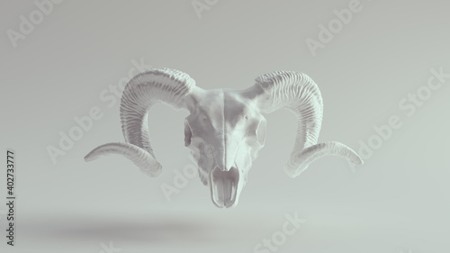 White Ram Skull 3d illustration render