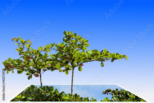 Pop out tree tops