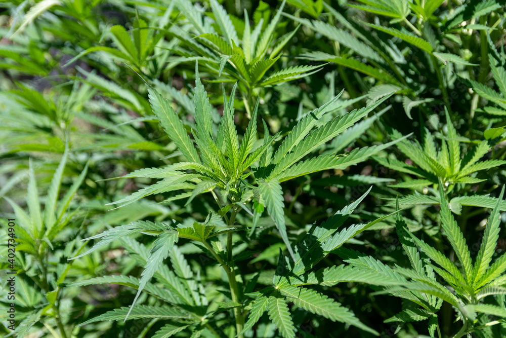 Green background of leaves. Young cannabis plant. Medicinal indica with CBD. Legal Marijuana cultivation in the home. Green background of leaves. Young cannabis plant. Medicinal indica with CBD. Legal Marijuana cultivation in the home.