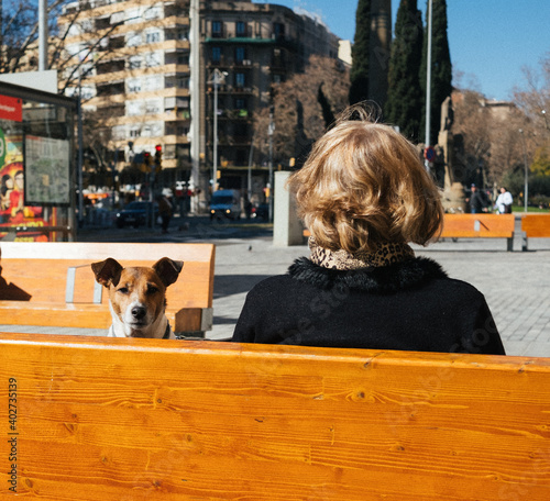 Dog bench