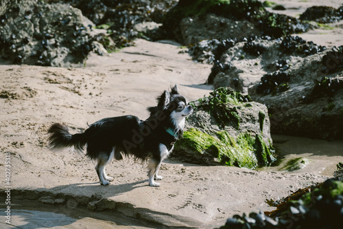 Chihuahua