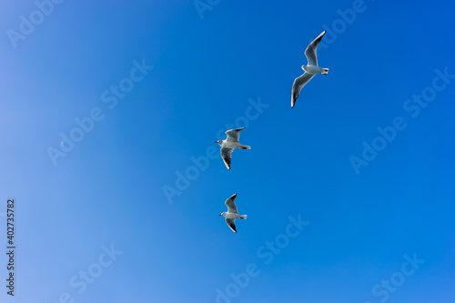 Seagulls flying in the sky