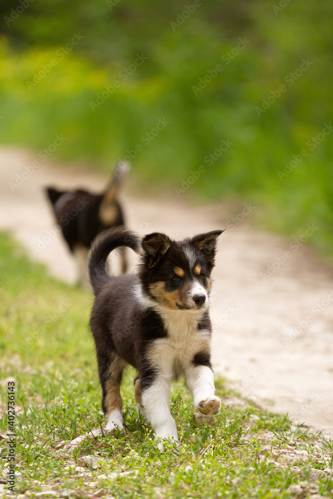 cute young border collie puppy out on walk on a path