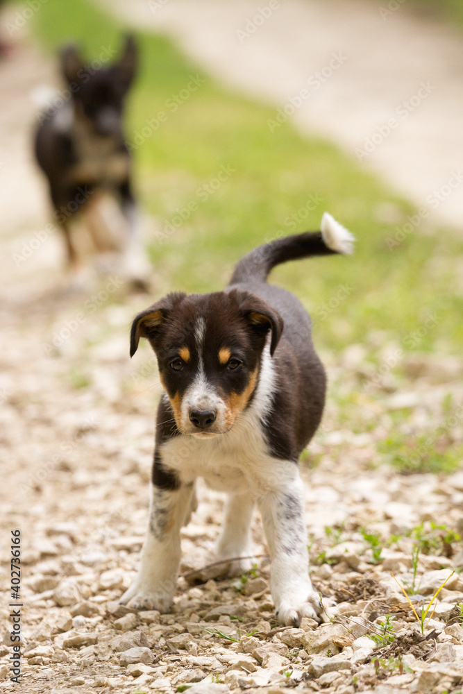 cute young border collie puppy out on walk on a path