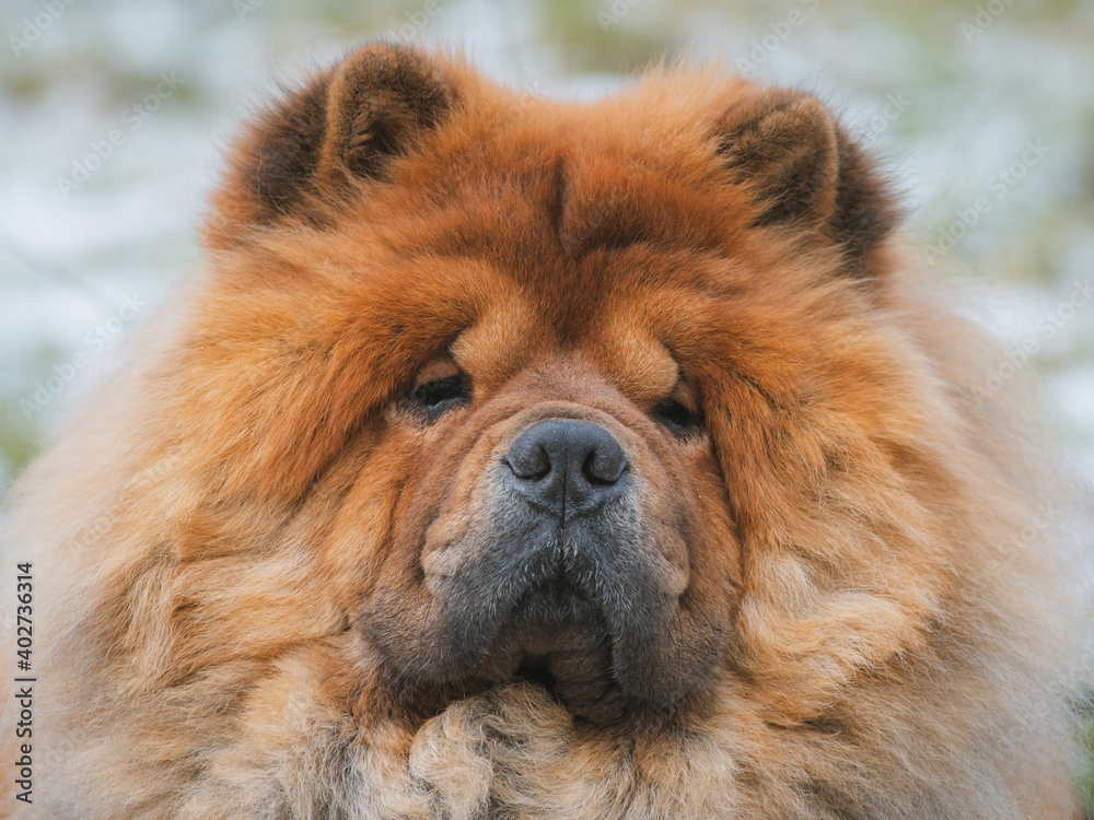 Portrait of a dog, Chinese breed Chow Chow
