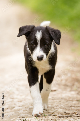 cute young border collie puppy out on walk on a path