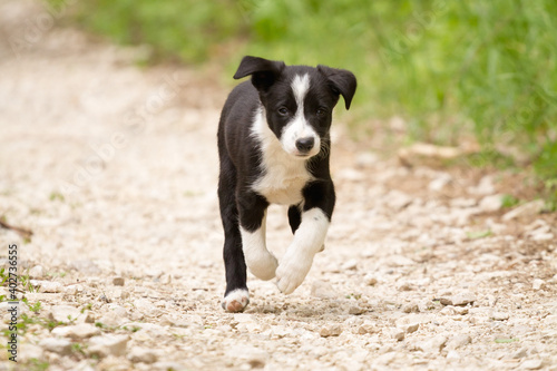 cute young border collie puppy out on walk on a path