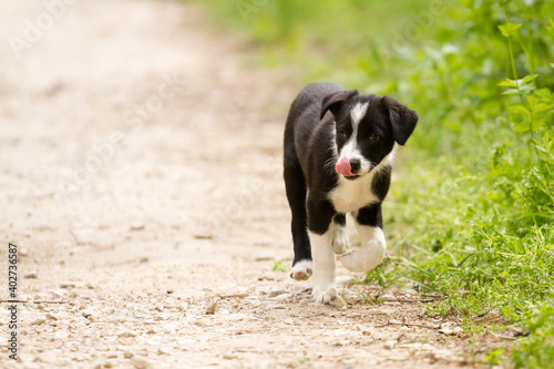 Fototapeta Naklejka Na Ścianę i Meble -  cute young border collie puppy out on walk on a path sticking her tongue out
