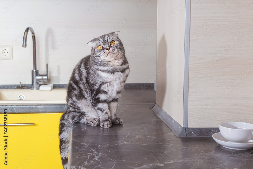 A gray Scottish fold cat sits on a table in the kitchen. The concept of weaning pets from climbing on the table.