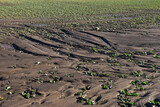 Soil erosion agriculture damage on field plants