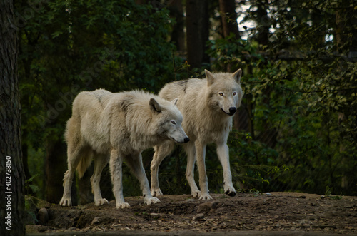 Wölfe auf Wanderschaft